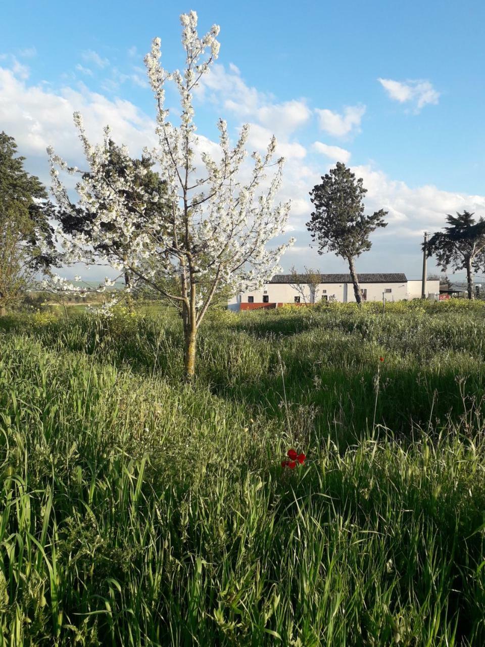 Masseria Agriturismo Moschella Posta Piana Ngoại thất bức ảnh